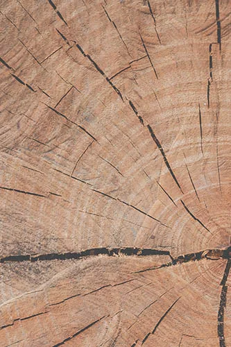 Timber Tree