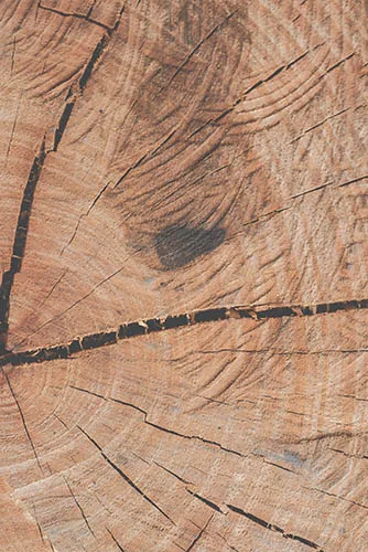 Timber Trunk